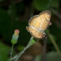 NYMPHALIDAE, Mestra bogotana